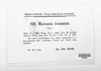 Marssonina truncatula image